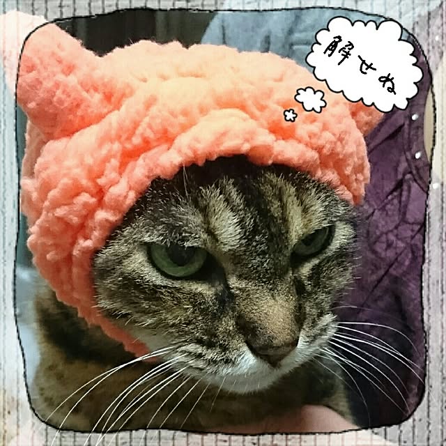 picoさんの実例写真