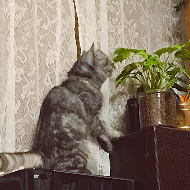 Marinさんの実例写真