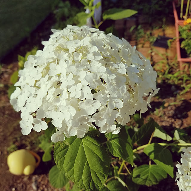 pecoさんの実例写真