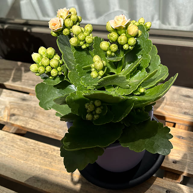 koitanさんの部屋