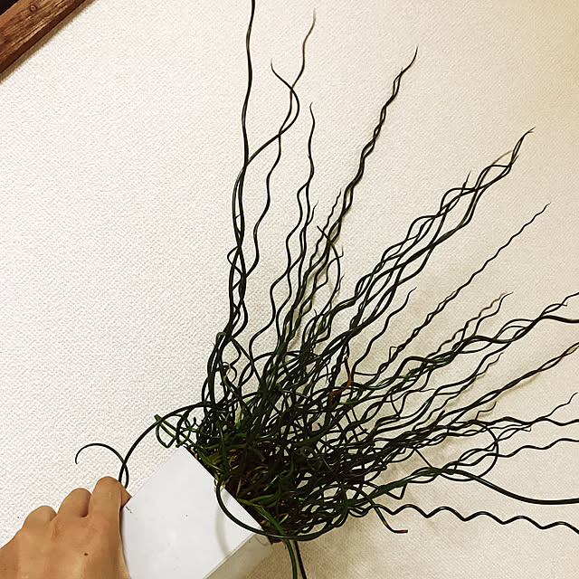 Mikaさんの実例写真