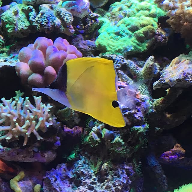 aquarium_seaさんの実例写真