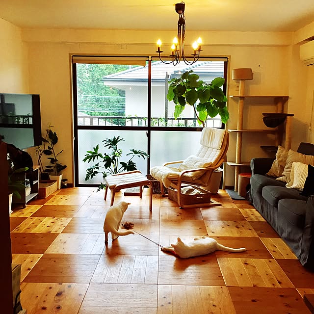 catsmamさんの実例写真
