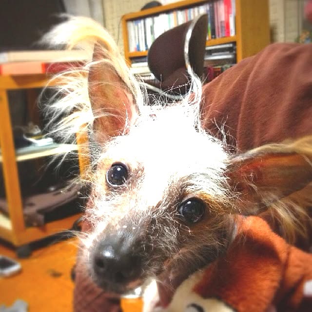 実例写真
