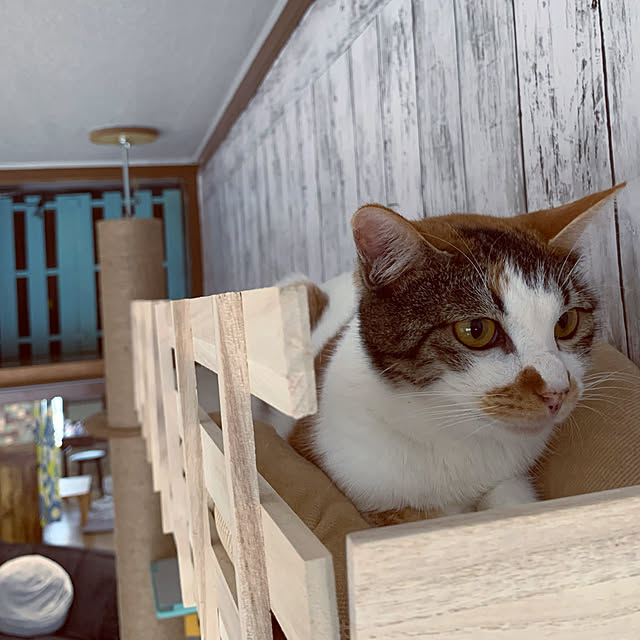 saoさんの実例写真