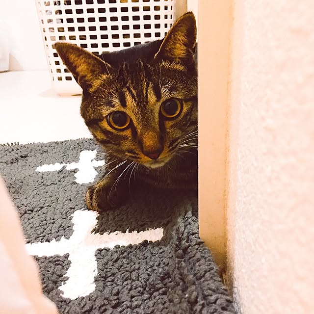 nyan.73さんの実例写真