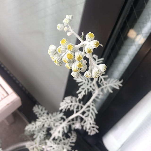 kanaさんの実例写真
