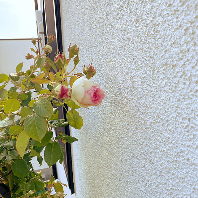 gingerwynksさんの実例写真