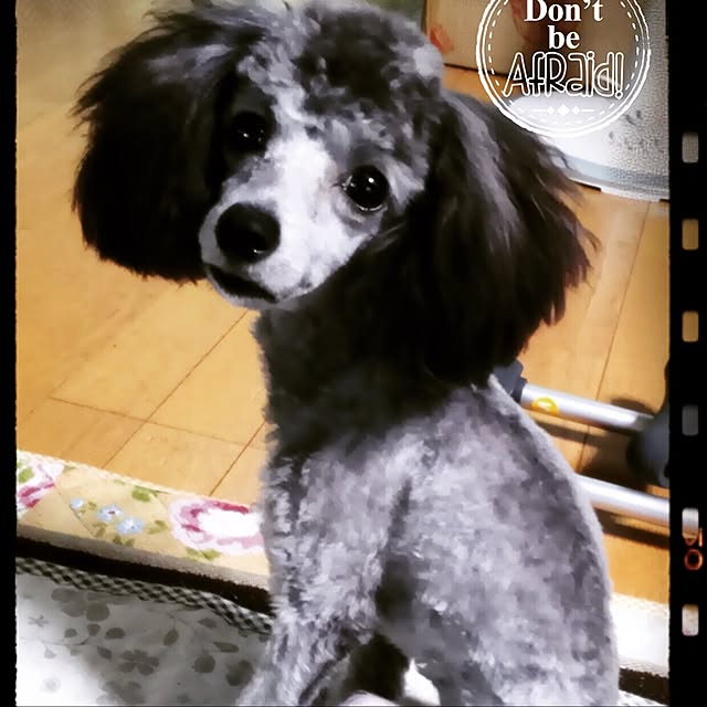 ichigonohanaさんの実例写真