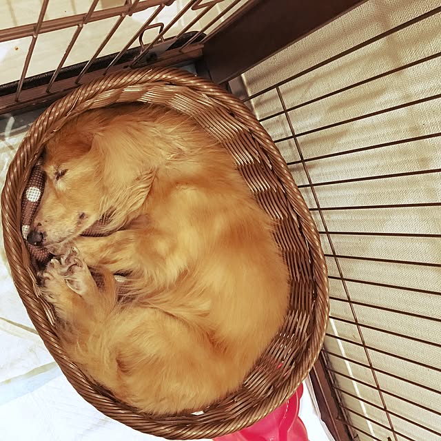 achuさんの実例写真