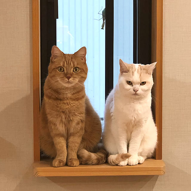 emishiraishiさんの実例写真