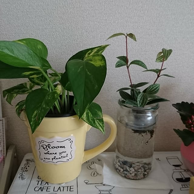 chichiさんの実例写真