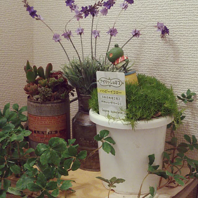 minkokoさんの実例写真