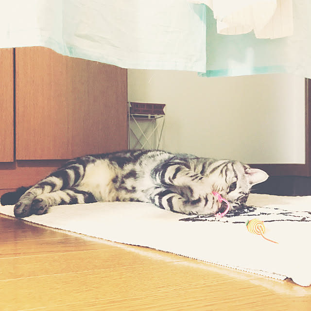 yukkki0610さんの実例写真