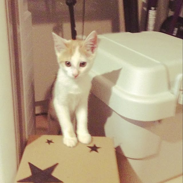 ziziguguさんの実例写真