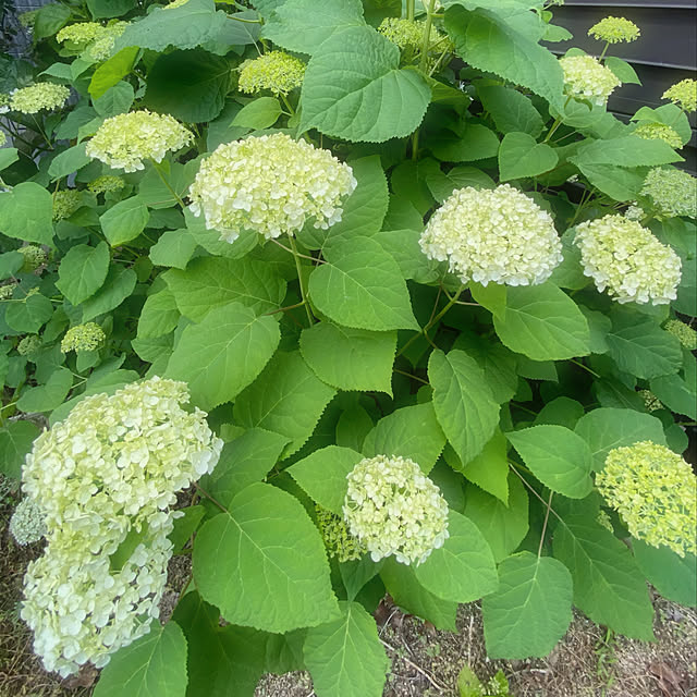 nozominさんの実例写真