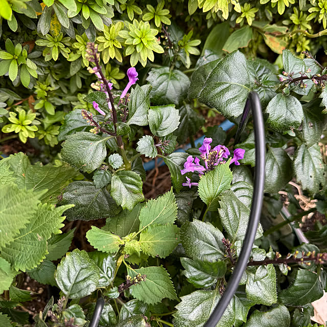 mamizaさんの部屋