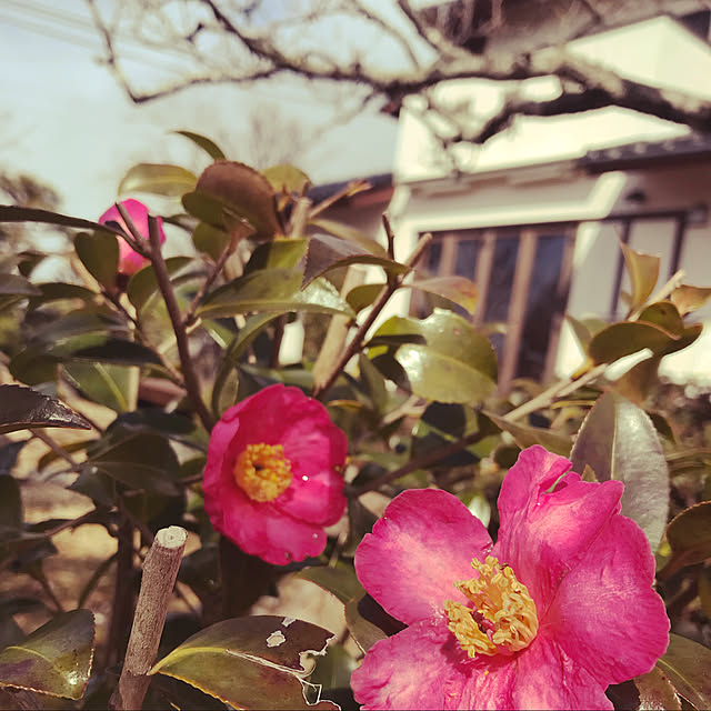 Nagakoさんの実例写真