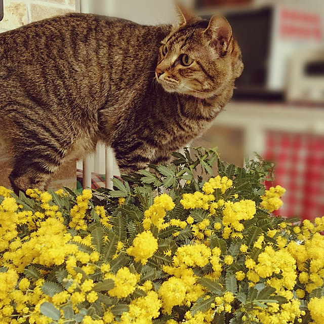 Toraziさんの実例写真