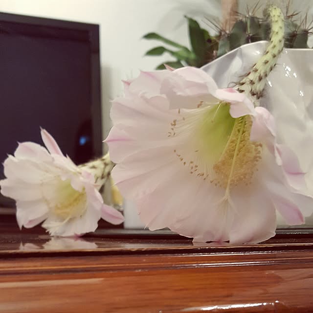 Natashyaさんの実例写真