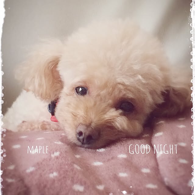 mapleさんの実例写真