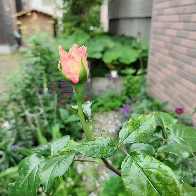 kiraさんの部屋
