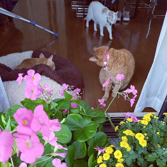 NOAHさんの部屋