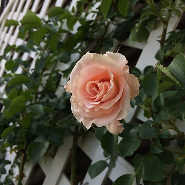 kintoto07さんの実例写真