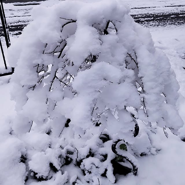 NSDさんの実例写真