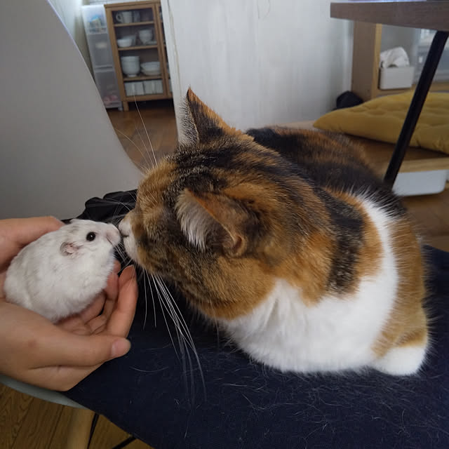yukieさんの実例写真