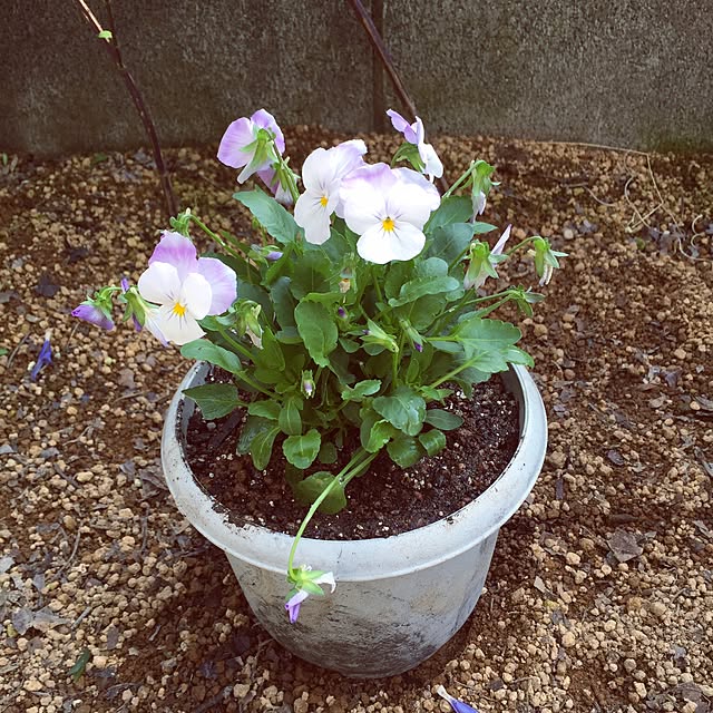 玄関/入り口/庭/植物のインテリア実例 - 2015-11-07 12:12:09