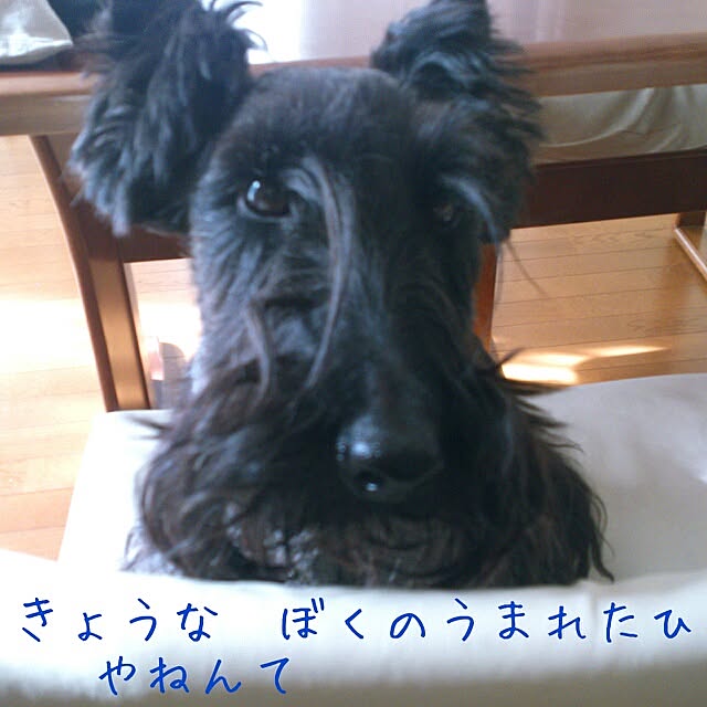 cedarrosemamさんの実例写真