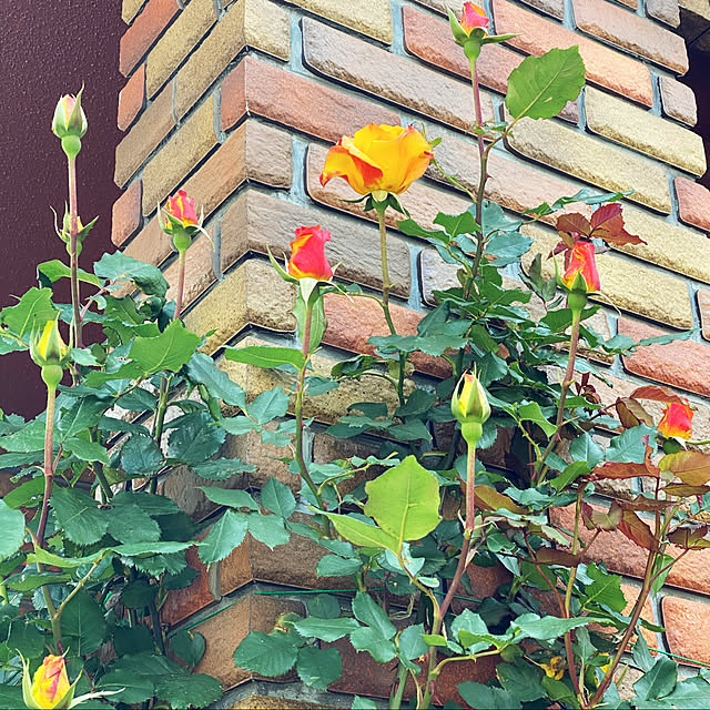 RoseLife5818さんの実例写真