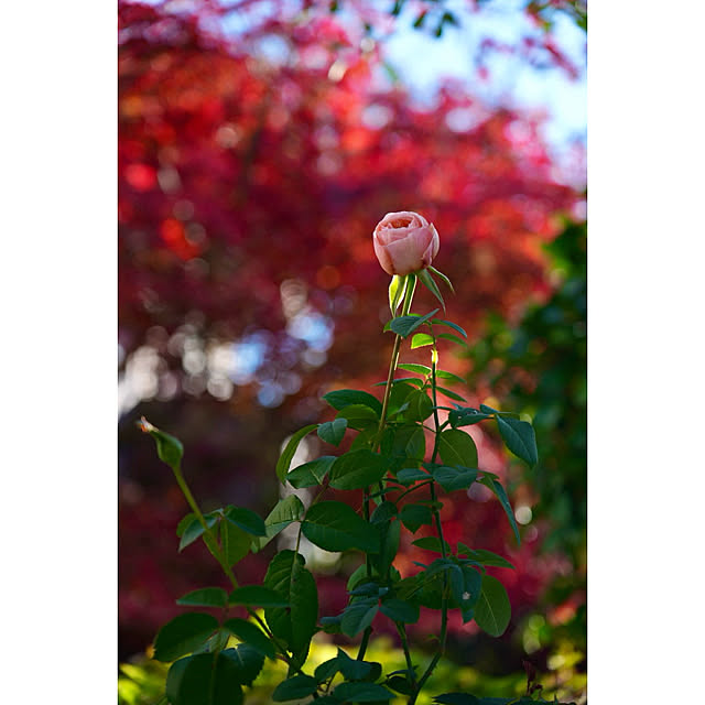 haruisabelさんの部屋