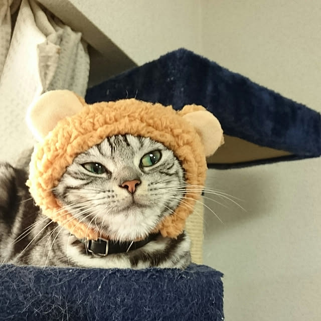 CatClipさんの実例写真