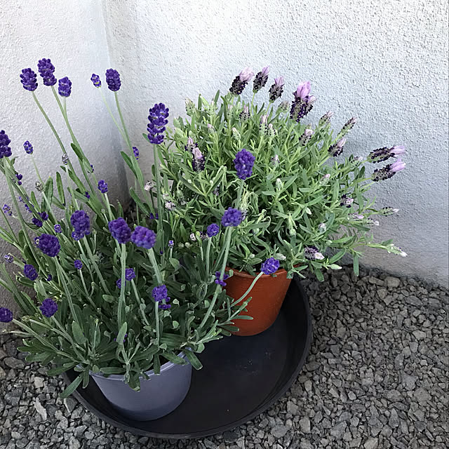m_home_nさんの実例写真