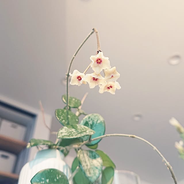 壁/天井/写真が下手でごめんなさい/丁寧な暮らし/植物のある暮らし/心地よい暮らし...などのインテリア実例 - 2023-06-11 15:18:38