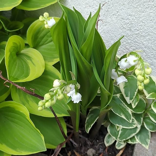 minnieさんの部屋