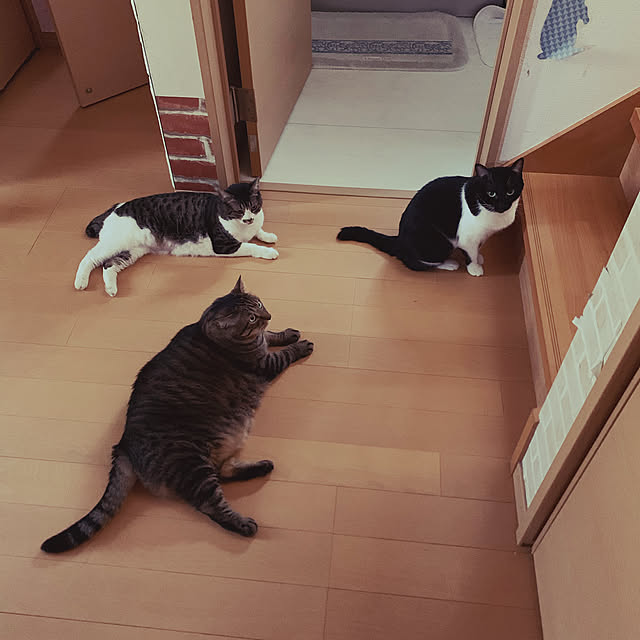 mohimikanさんの実例写真