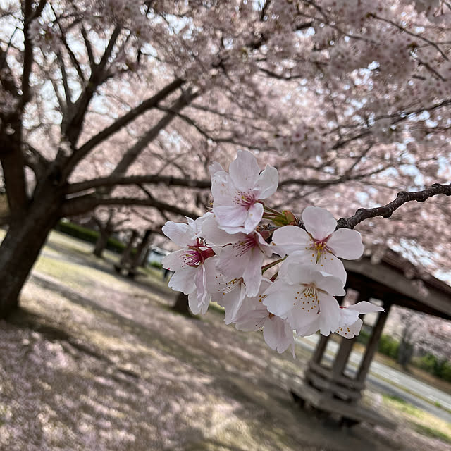 koshiregutyoさんの実例写真