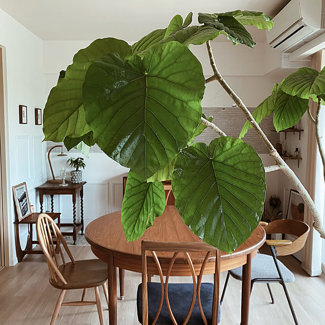 c___homeさんの部屋