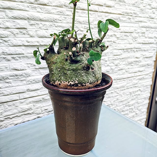ot-gardenさんの部屋