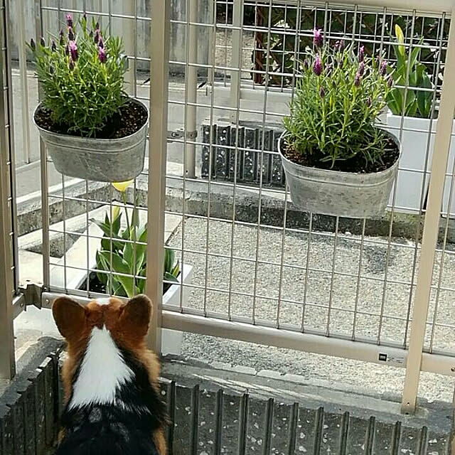 marutinoさんの実例写真
