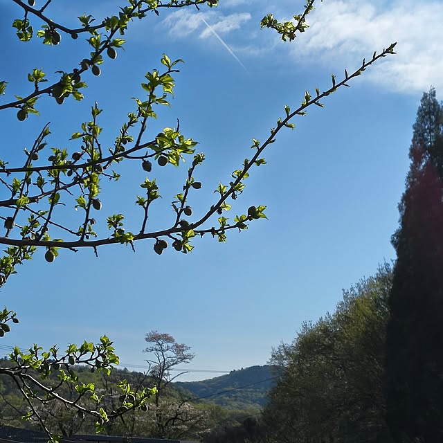 Rubiconさんの部屋