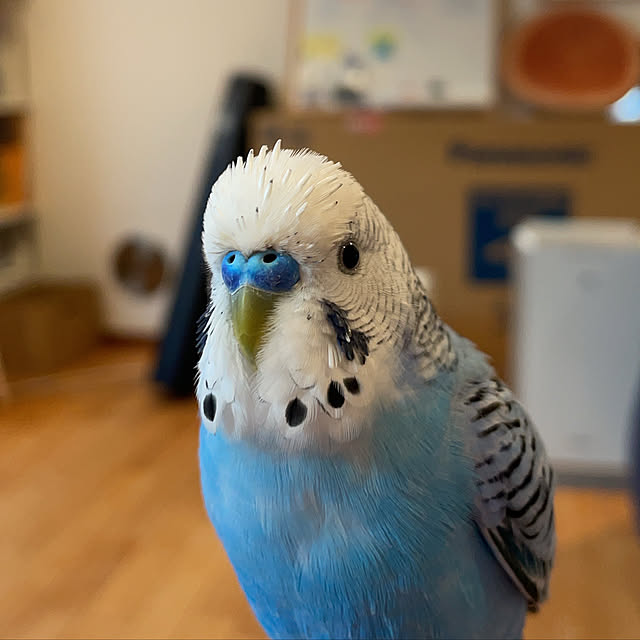 nahonさんの実例写真