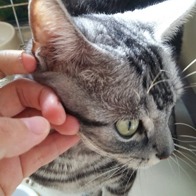 実例写真