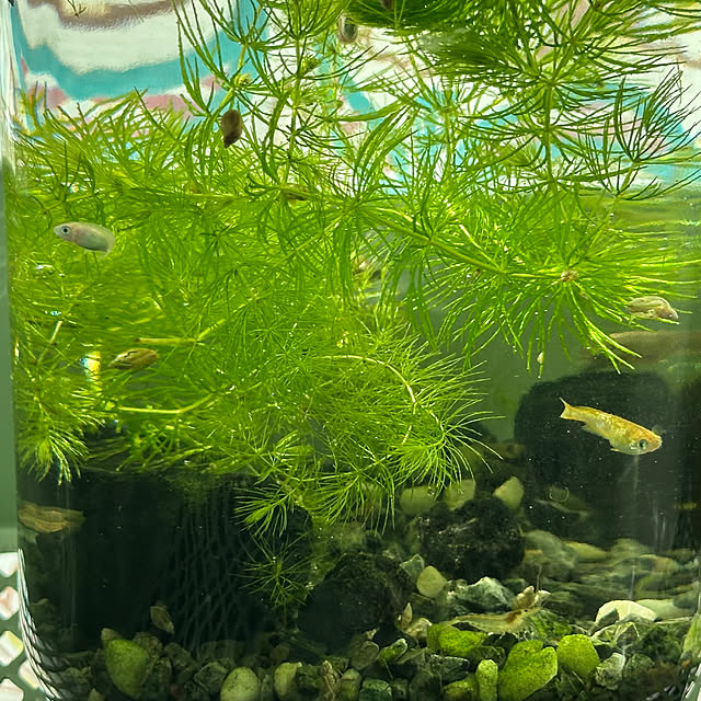 S_homeさんの部屋