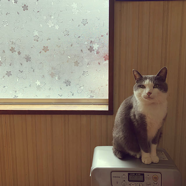 Renyaaaaaさんの実例写真