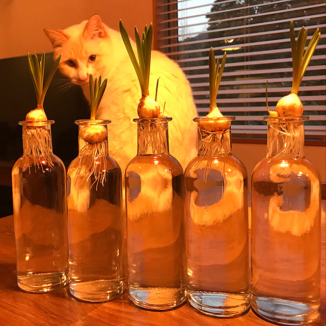 sakurasakuさんの実例写真