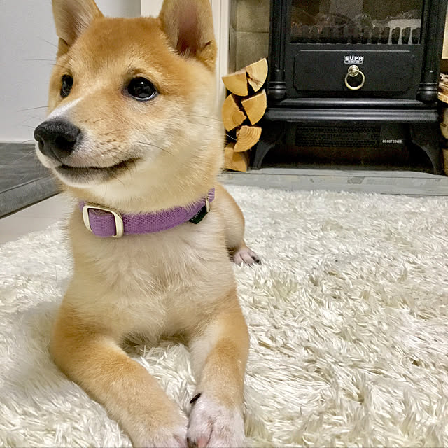 suzyさんの実例写真